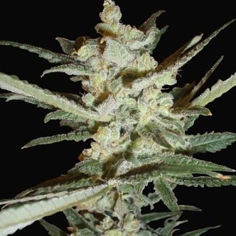 Supersonic Cristal Storm Automatic (Samsara Seeds) feminisiert