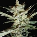 Supersonic Cristal Storm Automatic (Samsara Seeds) feminisiert