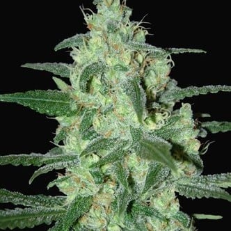 Thunder Bloody Mary Automatic (Samsara Seeds) feminisiert