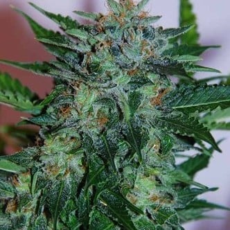 Flash Babylon (Samsara Seeds) feminisiert