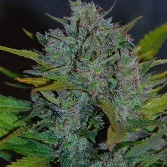 Ultraviolet Automatic (Samsara Seeds) feminized