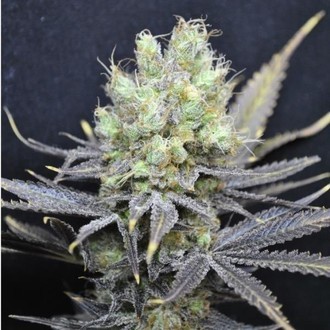 CBD Nordle (CBD Crew) feminized