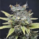 CBD Nordle (CBD Crew) feminized