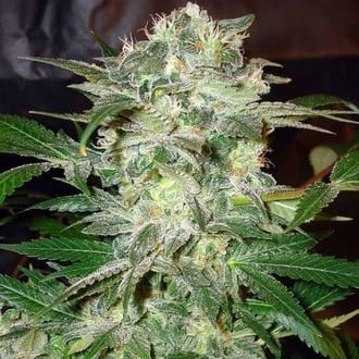 Mazar Kush (World Of Seeds) feminisiert