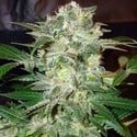 Mazar Kush (World Of Seeds) feminisiert