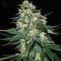 Skunk 47 (World Of Seeds) feminisiert