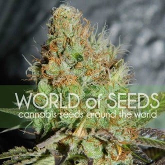 Afghan Kush Special (World Of Seeds) feminisiert