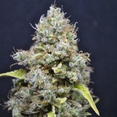 CBD Skunk Haze (CBD Crew) feminized