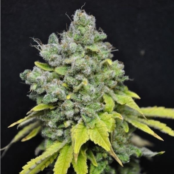 Image result for skunk haze