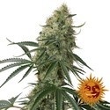 Sin Tra Bajo Auto (Barney's Farm) feminized
