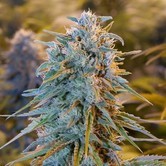 Blue Dream (Humboldt Seeds) feminized