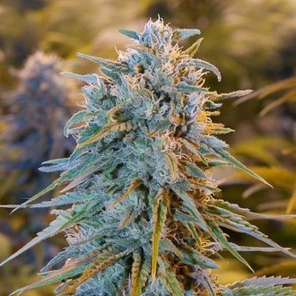 Blue Dream (Humboldt Seed Organization) feminized