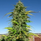 CBD Yummy (CBD Crew) feminized