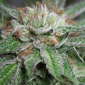 Bubba Kush (Humboldt Seeds) feminized