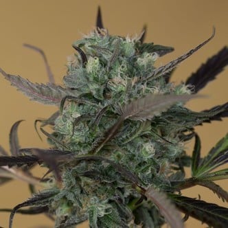 ChemDawg (Humboldt Seeds) feminisiert