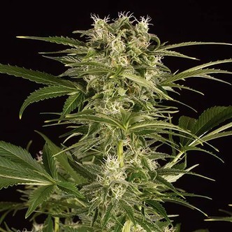 Lemon Juice Express Auto (Humboldt Seeds) feminisiert