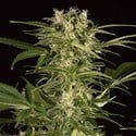 Lemon Juice Express Auto (Humboldt Seed Organization) feminisiert