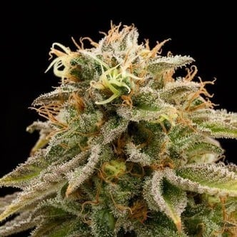 Lemon Thai Kush (Humboldt Seeds) feminized