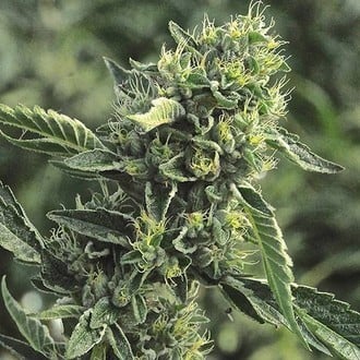 OG Kush (Humboldt Seed Organization) feminisiert