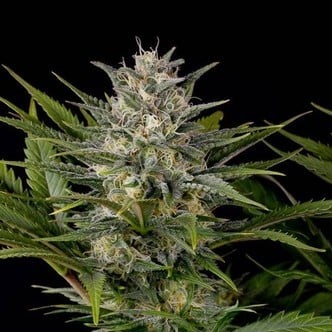 Pineapple Skunk (Humboldt Seeds) feminisiert