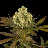 Sour Blueberry (Humboldt Seeds) feminized