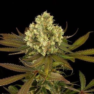 Sour Blueberry (Humboldt Seeds) feminisiert