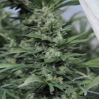 Sour Diesel 2 (Humboldt Seeds) feminisiert