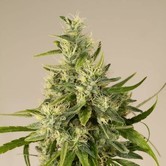 Trainwreck (Humboldt Seeds) feminized