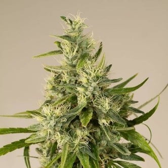 Trainwreck (Humboldt Seeds) feminisiert