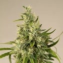 Trainwreck (Humboldt Seed Organization) feminisiert