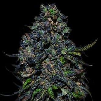 Taison Auto (VIP Seeds) feminisiert