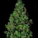 Membrana Hiper Auto (VIP Seeds) feminized