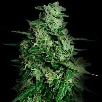 Northern Delights Auto (VIP Seeds) feminisiert