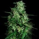 Northern Delights Auto (VIP Seeds) feminisiert