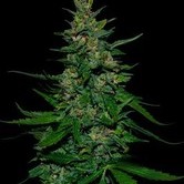 Timanfaya Auto (VIP Seeds) feminized