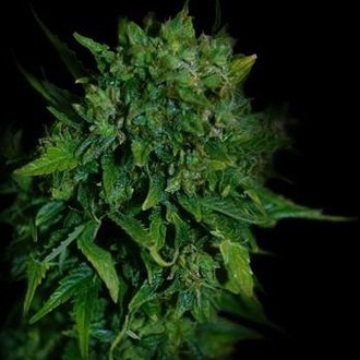 VIP Auto (VIP Seeds) feminisiert