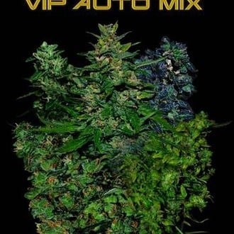 VIP Auto Mix (VIP Seeds) feminisiert