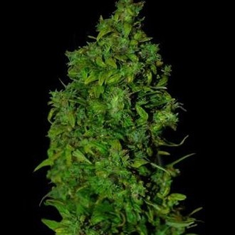 VIP Dwarf Auto (VIP Seeds) feminized