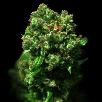 Love Peace (VIP Seeds) feminized