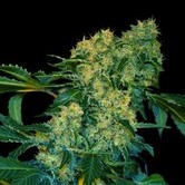 Ghingis Khan (VIP Seeds) feminized