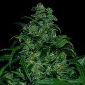 Tank (VIP Seeds) feminized