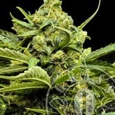 Maxi Gom (Grass-O-Matic)