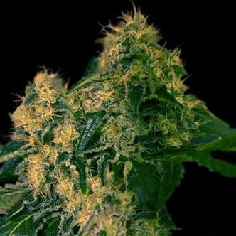 Torpedo (VIP Seeds) feminized