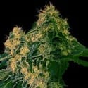 Torpedo (VIP Seeds) feminized