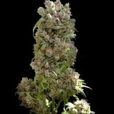 White Spanish (VIP Seeds) feminized