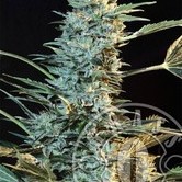 Auto AK (Grass-O-Matic)