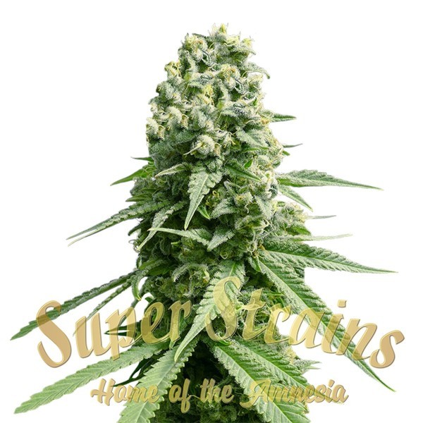 silver amnesia strain silver amnesia strain