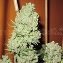 Channel + (Medical Seeds) feminized