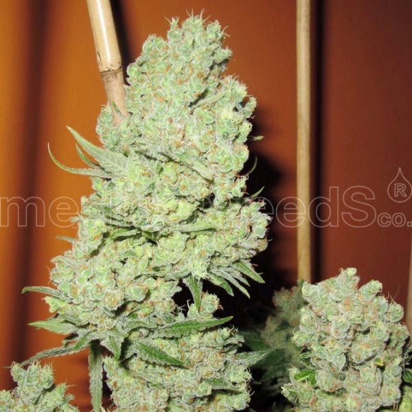 Channel Plus Feminisiert (Medical Seeds)