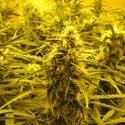 Channel + (Medical Seeds) feminized